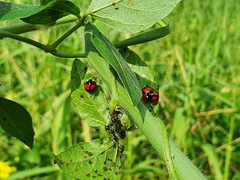 Coelophora biplagiata