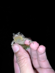 Rhinella beebei