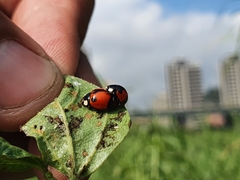 Coelophora biplagiata