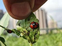 Coelophora biplagiata