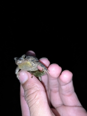 Rhinella beebei