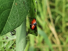 Coelophora biplagiata