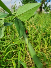 Coelophora biplagiata