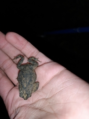 Rhinella beebei