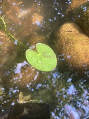 Sagittaria guayanensis lappula