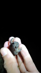 Rhinella beebei
