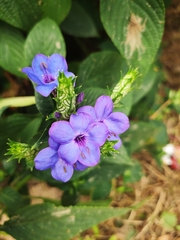 Eranthemum tetragonum