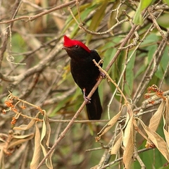 Antilophia galeata