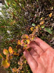 Betula nana