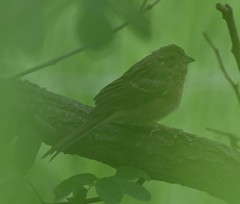 Emberiza pusilla
