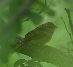 Emberiza pusilla