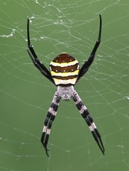Argiope amoena