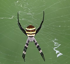 Argiope amoena