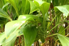 Cordyline manners-suttoniae