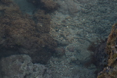 Holothuria leucospilota