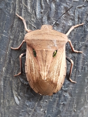 Chalcopis glandulosa
