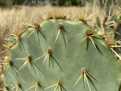 Opuntia alta