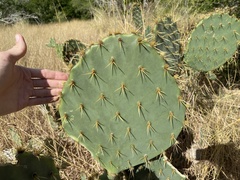 Opuntia alta