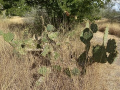 Opuntia alta