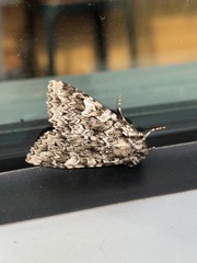 Platypolia contadina