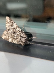 Platypolia contadina