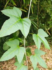 Cissus repens