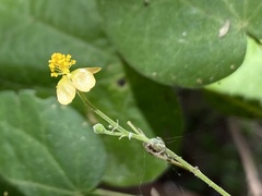 Wissadula amplissima