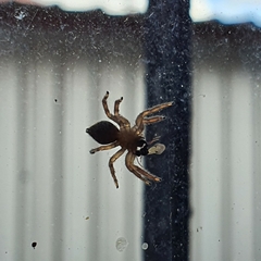 Araneae