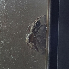 Araneae