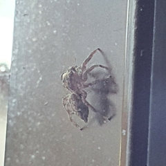 Araneae