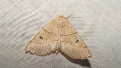 Crocallis dardoinaria
