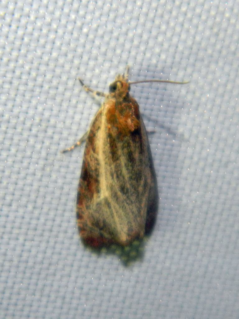 Olethreutes quadrifidum