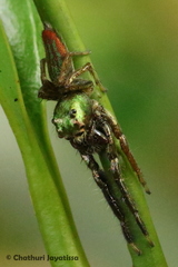 Colopsus