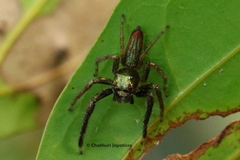 Colopsus