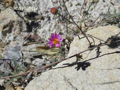 Xanthisma gymnocephalum