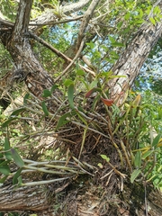 Guarianthe aurantiaca
