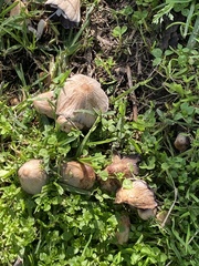 Candolleomyces candolleanus