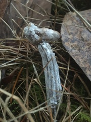 Hypomyces cervinigenus