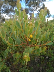 Acacia brachybotrya