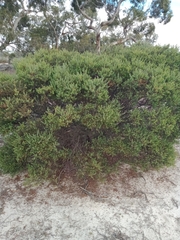 Acacia brachybotrya