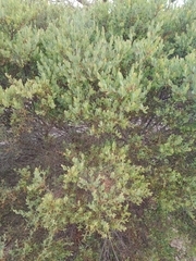 Acacia brachybotrya