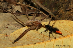 Tachypompilus analis