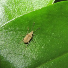 Cacephatus