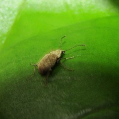 Cacephatus