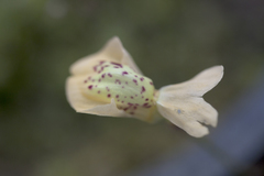Utricularia fulva