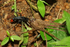 Tachypompilus analis