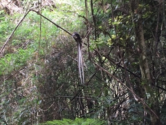 Macropsalis forcipata