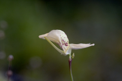 Utricularia fulva