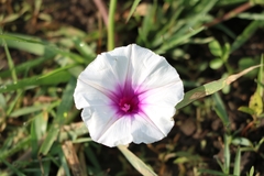 Ipomoea aquatica