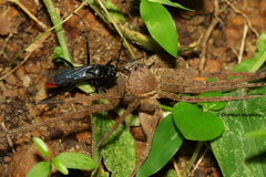 Tachypompilus analis